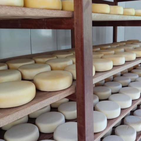 Queijo Canastra ainda na fazenda