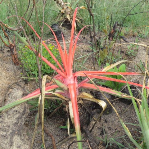 Bromélia típica do Cerrado na Serra da Canastra