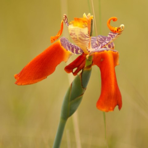 Flor típica da Serra da Canastra
