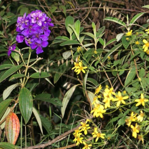 Flora típica da Cachoeira do Fundão