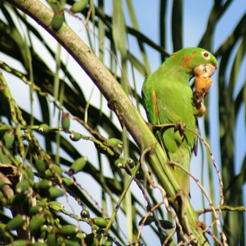 Papagaio na Serra da Canastra