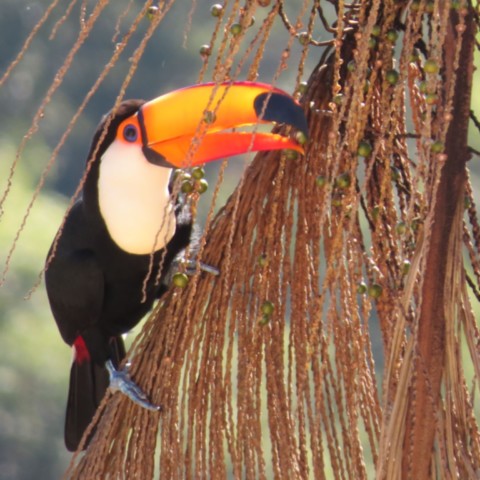 Tucano-toco na Serra da Canastra